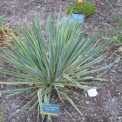 Foto von Palmlilie 'Bright Edge' (Yucca filamentosa 'Bright Edge')