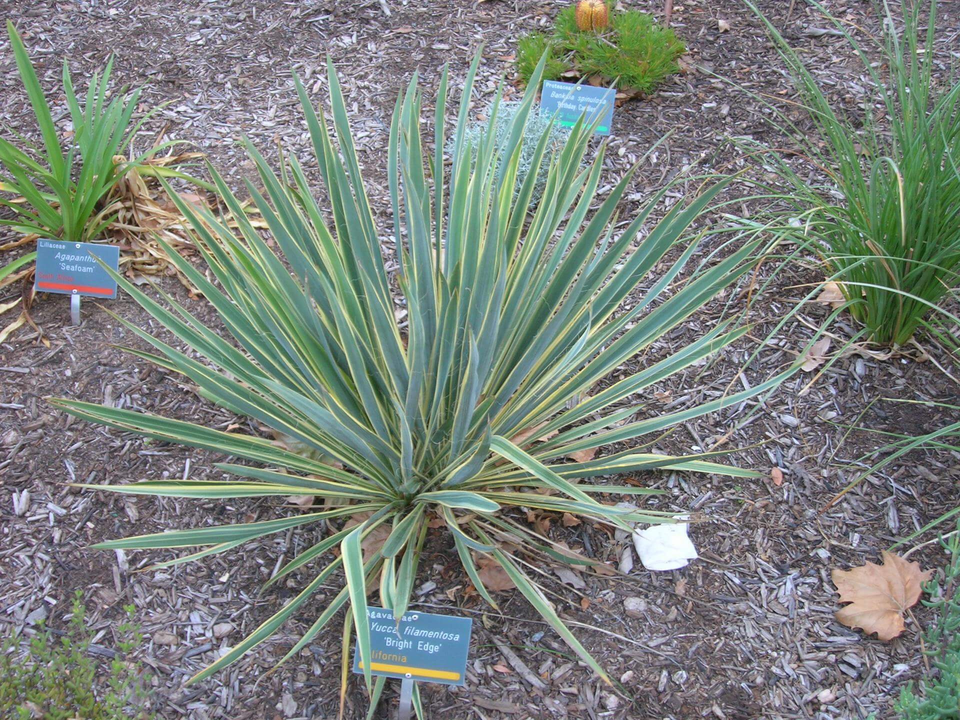 Palmlilie 'Bright Edge' / Yucca filamentosa 'Bright Edge'