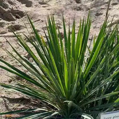 Foto von Blaugrüne Palmlilie (Yucca glauca)
