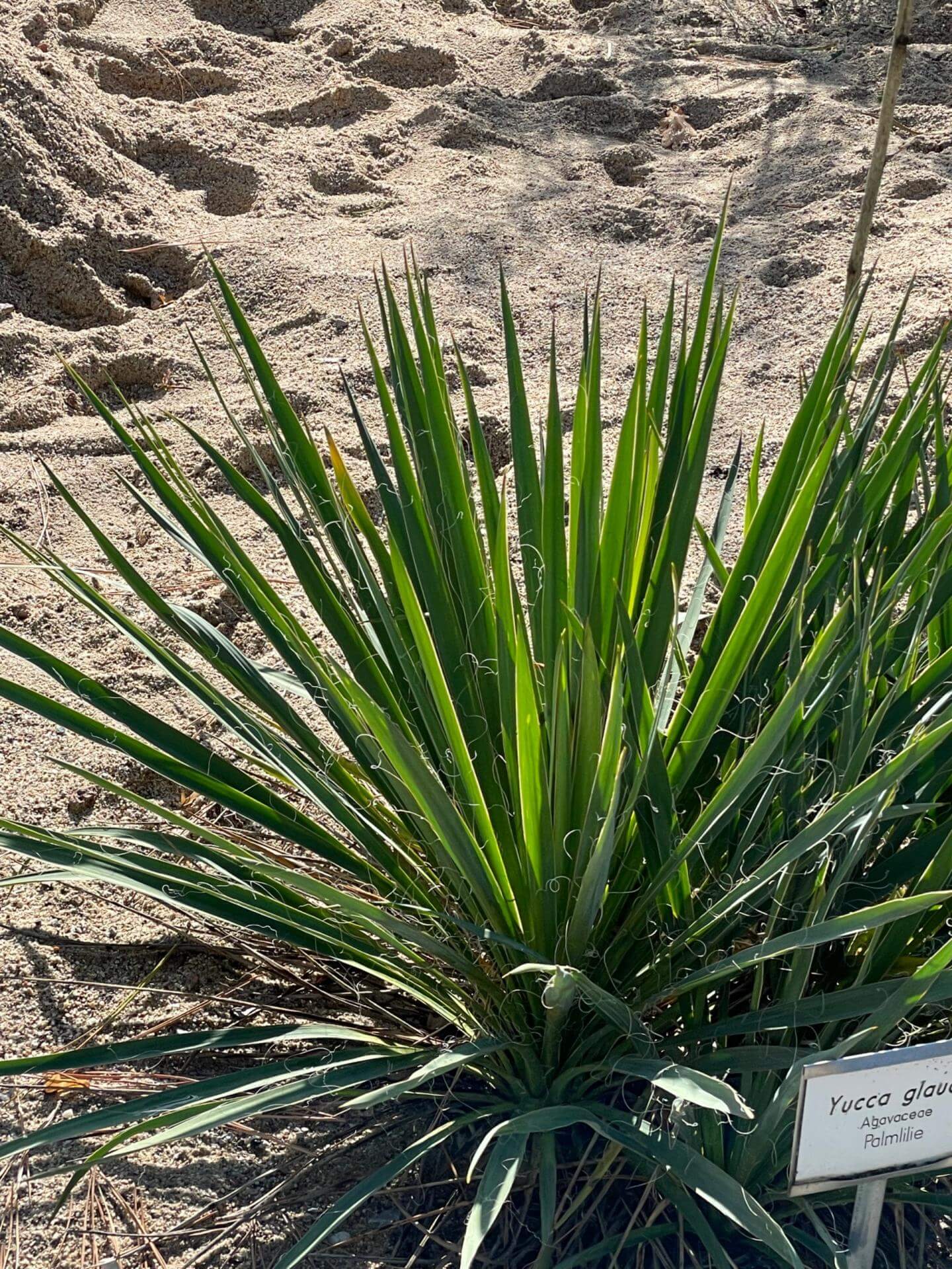 51+ Georgien Pflanzen Yucca, Georgische bäume, wald, gräser und