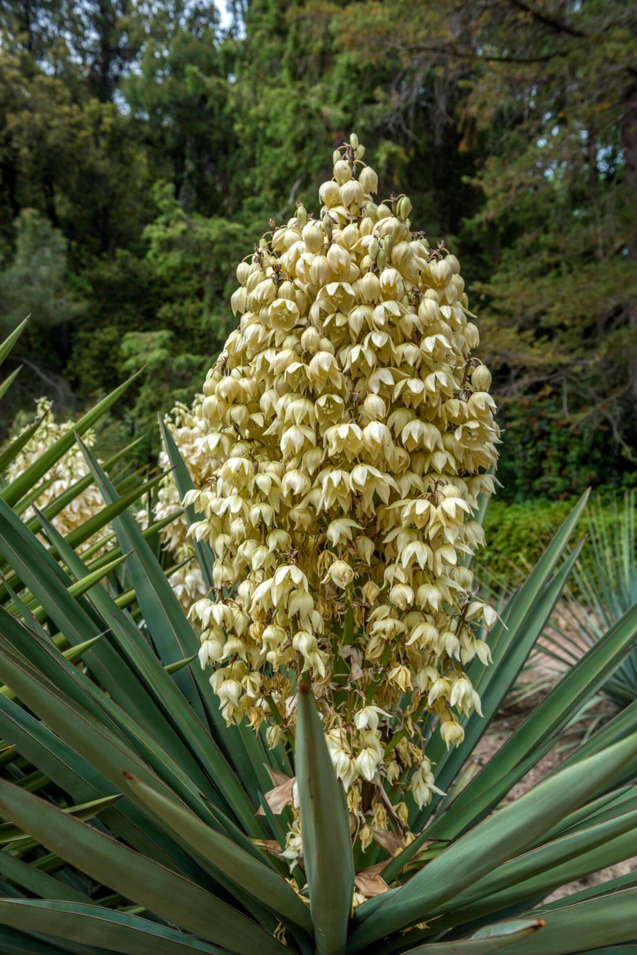 KerzenPalmlilie / Yucca gloriosa