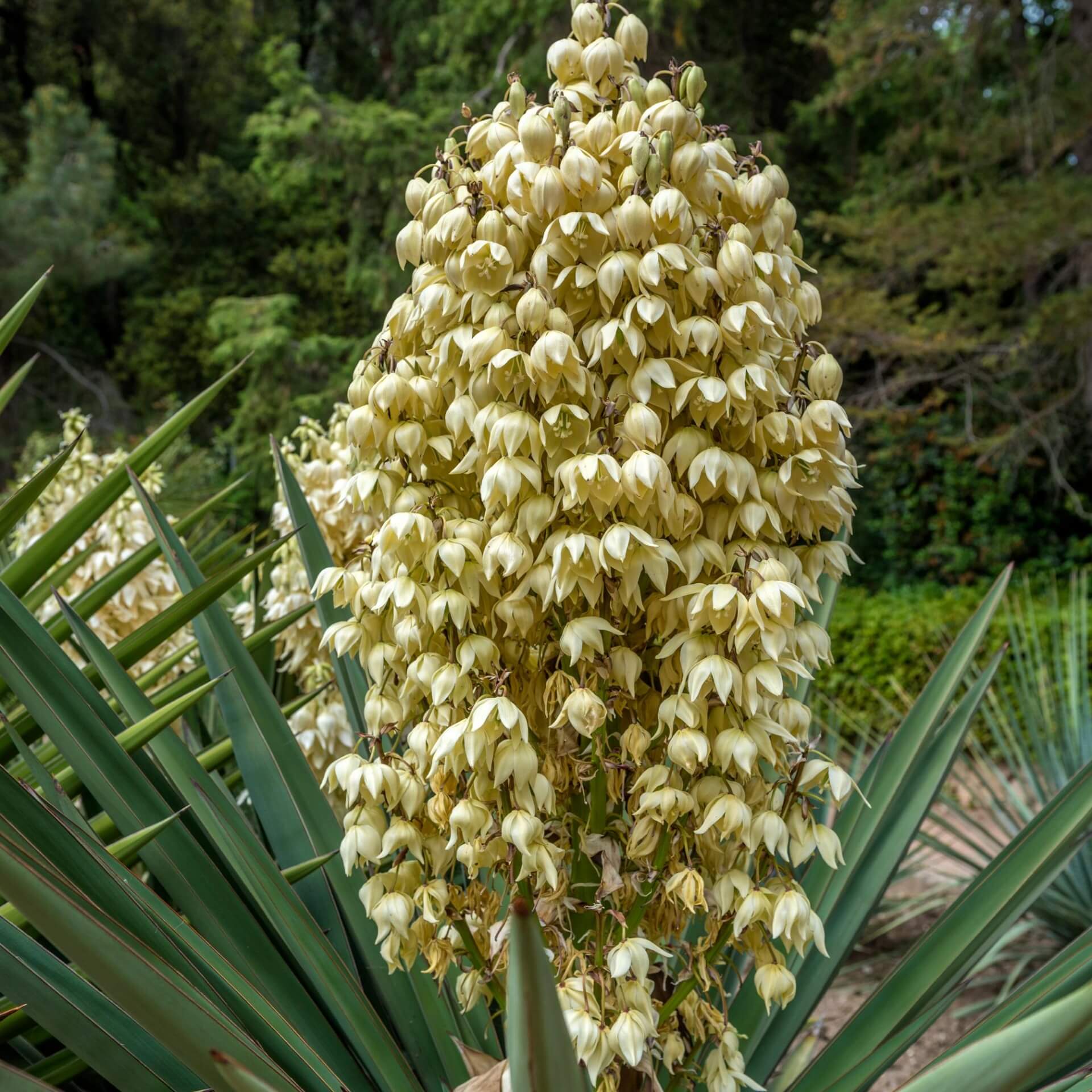 Kerzen-Palmlilie (Yucca gloriosa)
