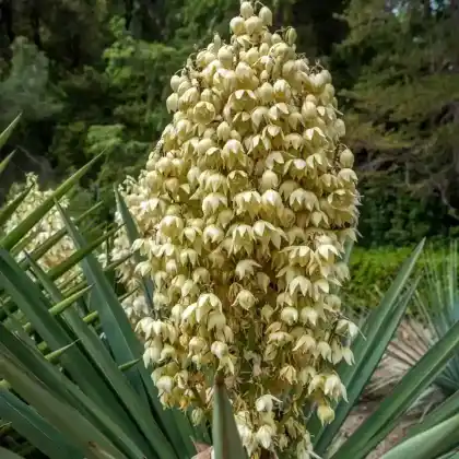 Foto von Kerzen-Palmlilie (Yucca gloriosa)