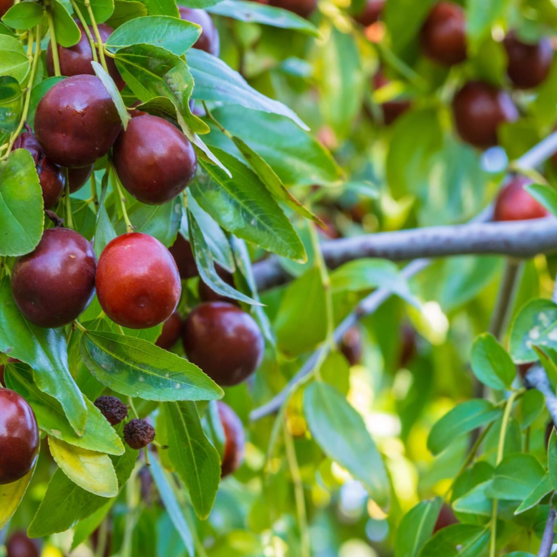 Chinesische Jujube (Ziziphus jujuba)