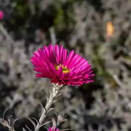 Foto von Kissen-Aster 'Jenny' (Aster dumosus 'Jenny')