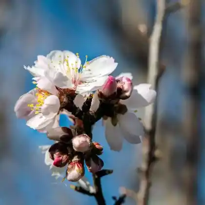 Foto von Mandel 'Dürkheimer Krachmandel' (Prunus dulcis 'Dürkheimer Krachmandel')