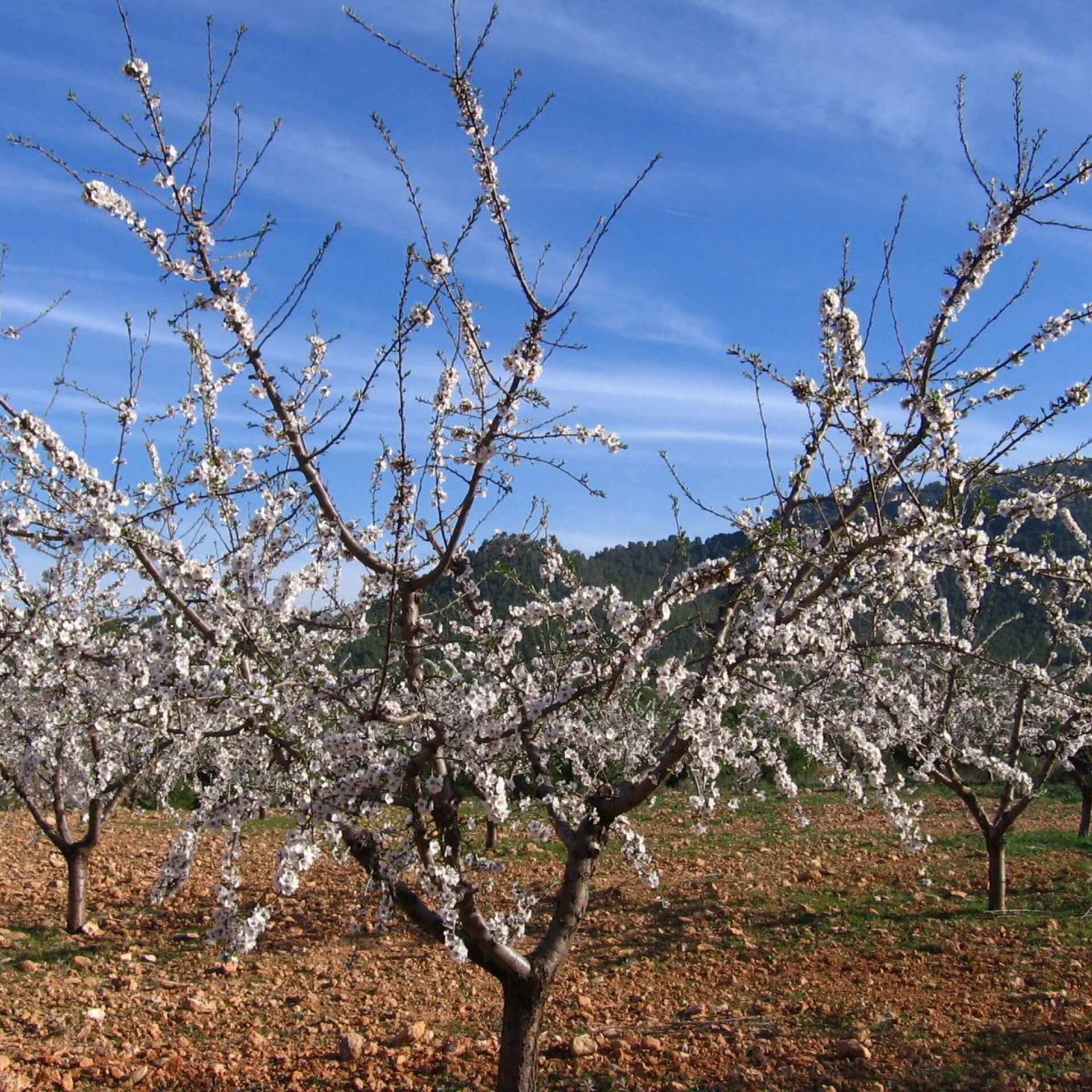 Mandel 'Ferragnes' (Prunus dulcis 'Ferragnes')