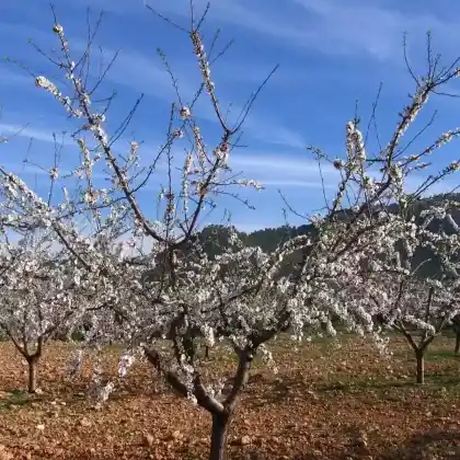 Foto von Mandel 'Ferragnes' (Prunus dulcis 'Ferragnes')