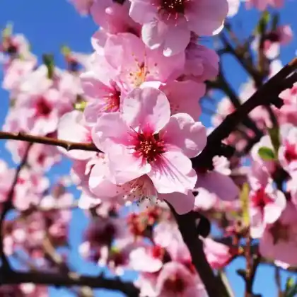 Foto von Mandel 'Mandelkönigin' (Prunus dulcis 'Mandelkönigin')