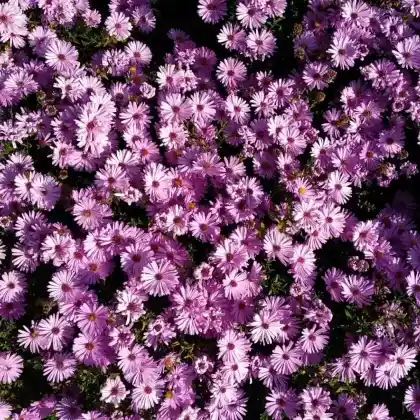 Foto von Kissen-Aster 'Kassel' (Aster dumosus 'Kassel')