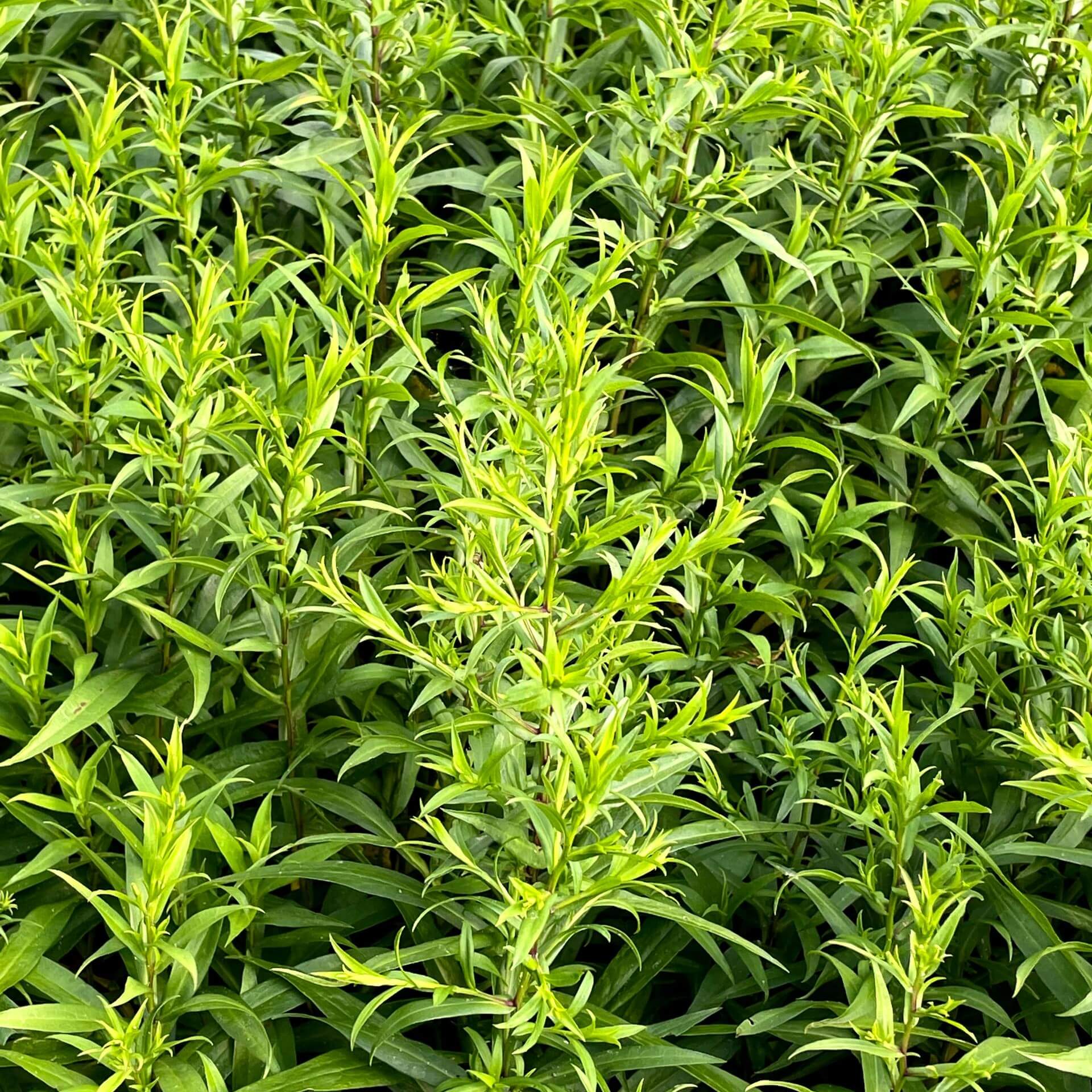 Kissen-Aster 'Kristina' (Aster dumosus 'Kristina')