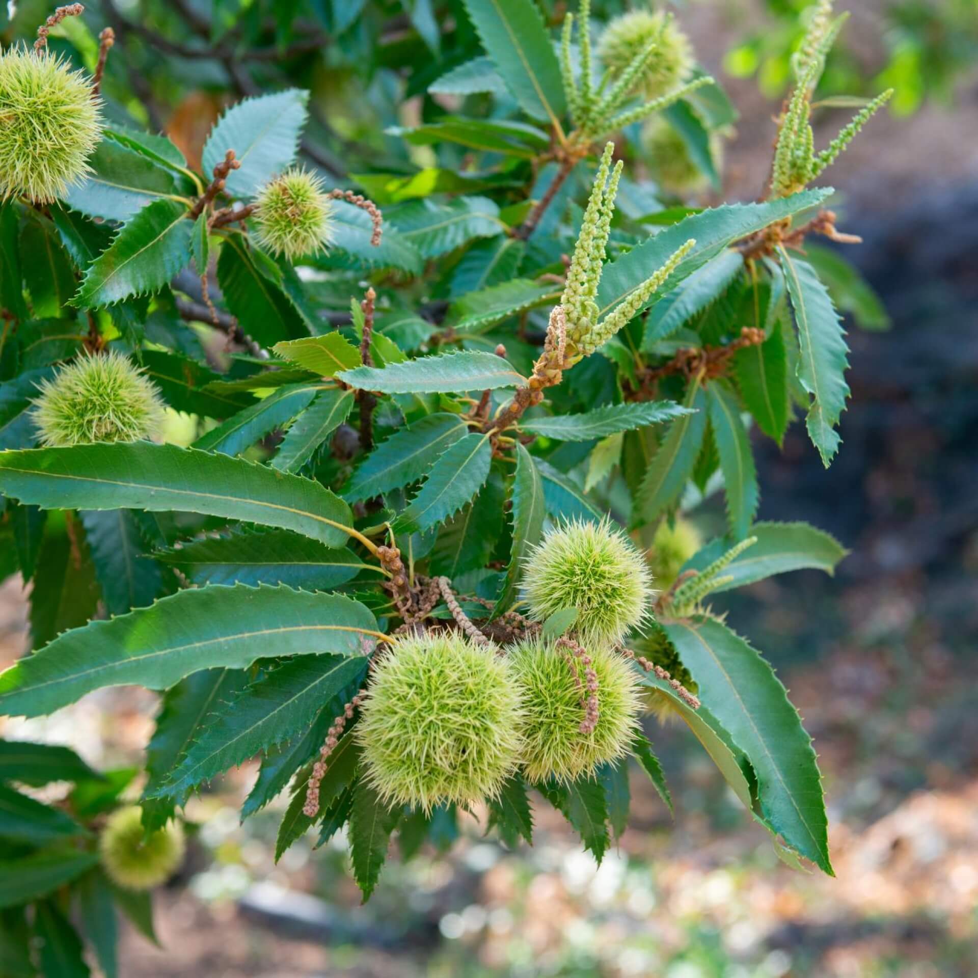 Chinesische Kastanie (Castanea mollissima)