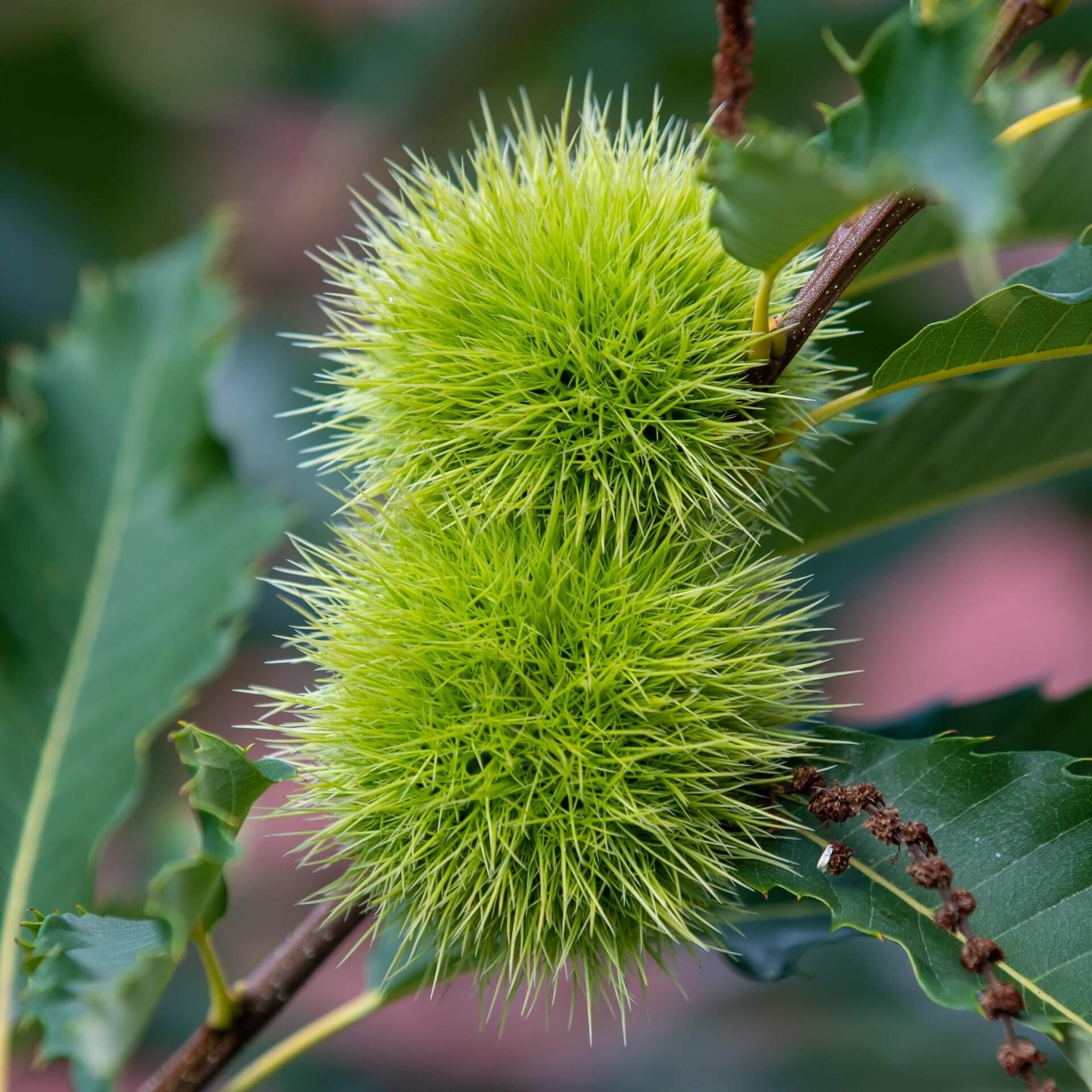 Chinquapin (Castanea pumila)