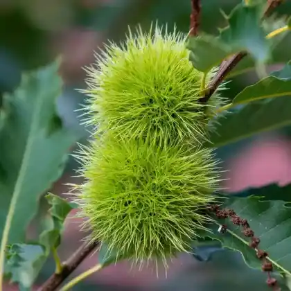 Foto von Chinquapin (Castanea pumila)