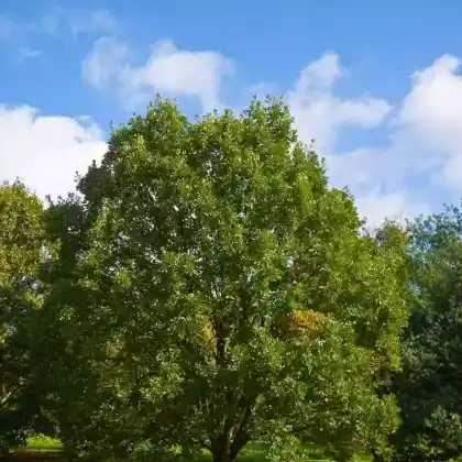 Foto von Zweifarbige Eiche (Quercus bicolor)