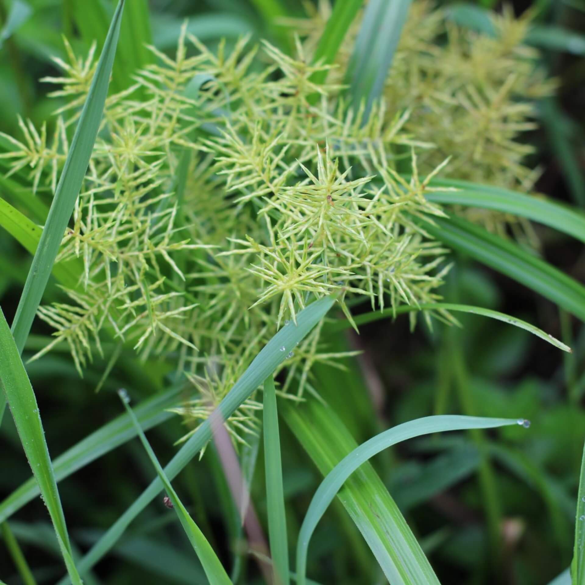 Erdmandel (Cyperus esculentus)