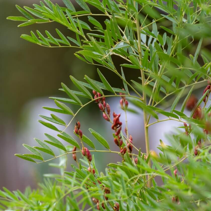Echtes Süßholz / Glycyrrhiza glabra