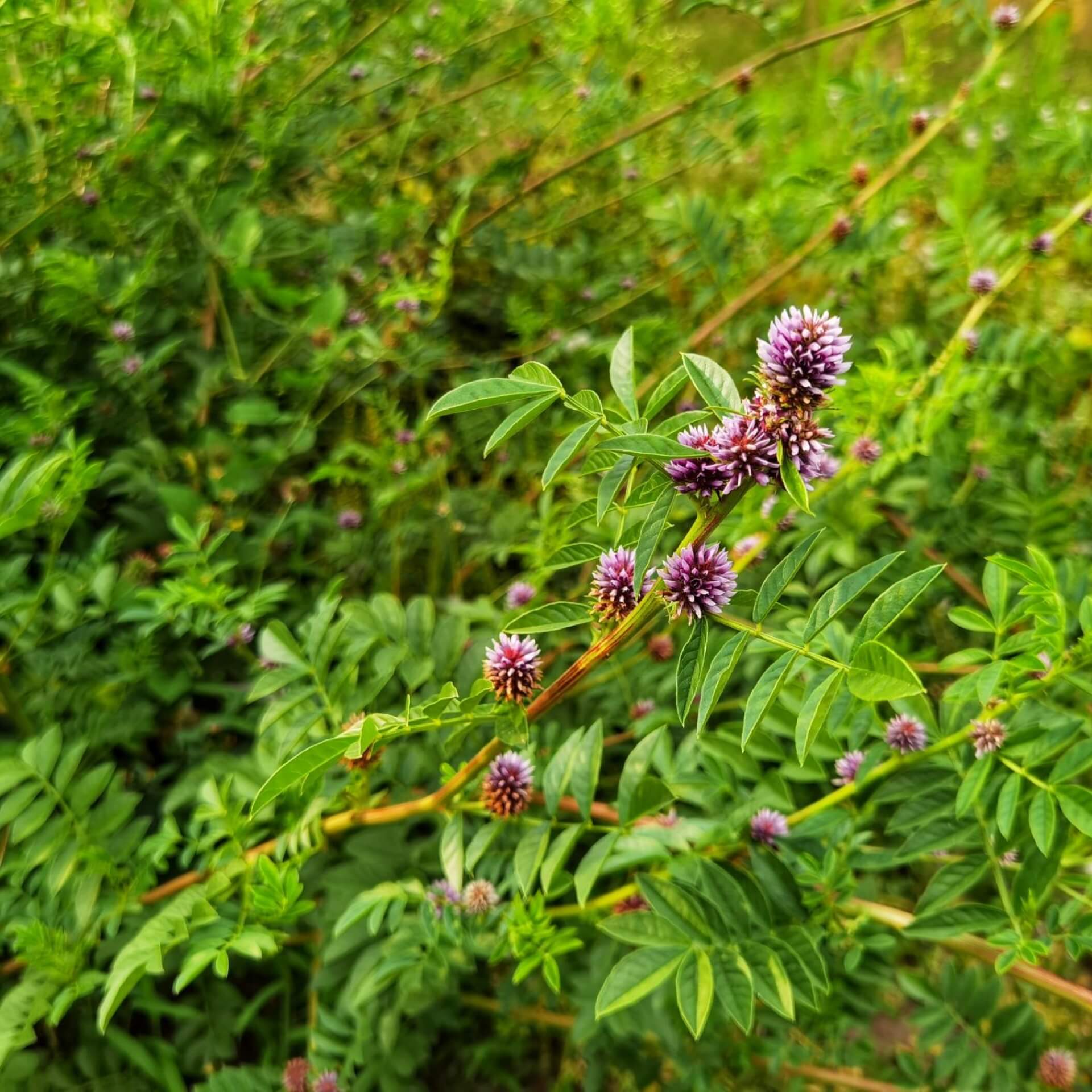 Echtes Süßholz (Glycyrrhiza glabra)