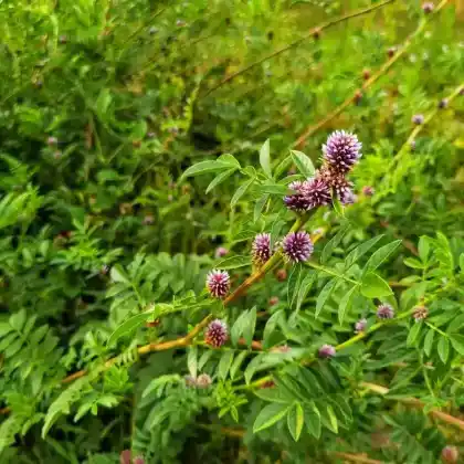 Foto von Echtes Süßholz (Glycyrrhiza glabra)