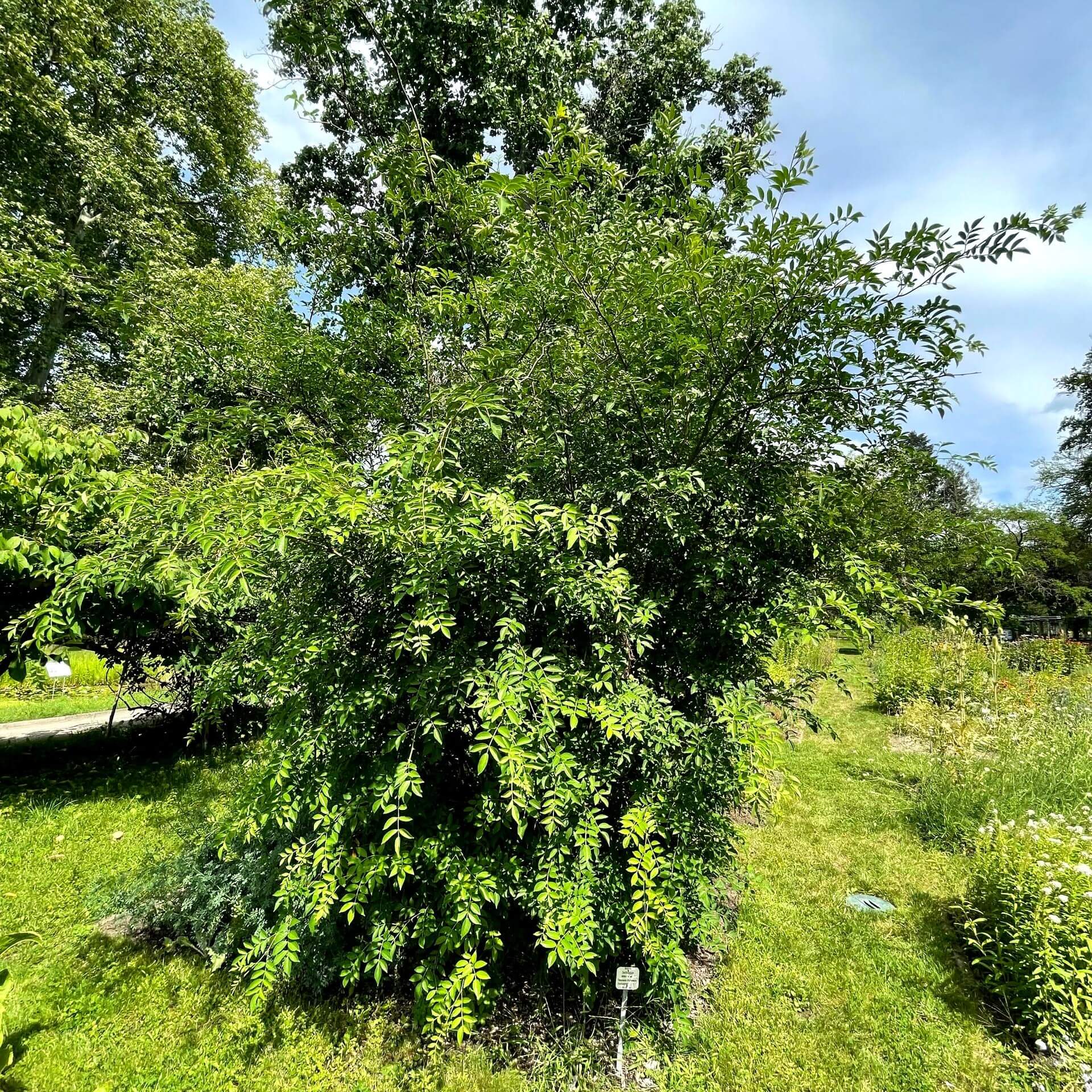 Szechuanpfeffer (Zanthoxylum simulans)