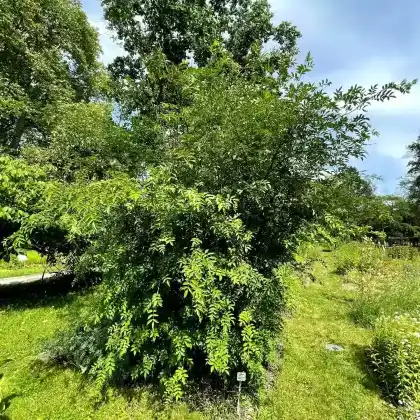 Foto von Szechuanpfeffer (Zanthoxylum simulans)