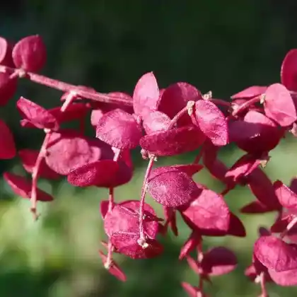Foto von Rote Gartenmelde (Atriplex hortensis var. rubra)