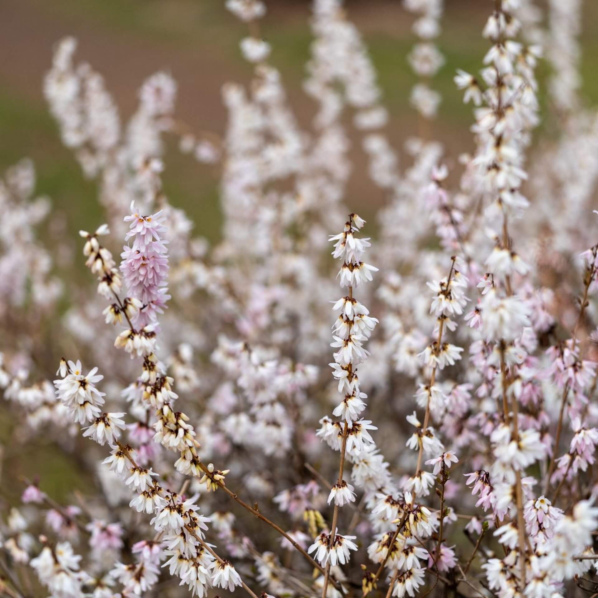 Schneeforsythie (Abeliophyllum distichum)