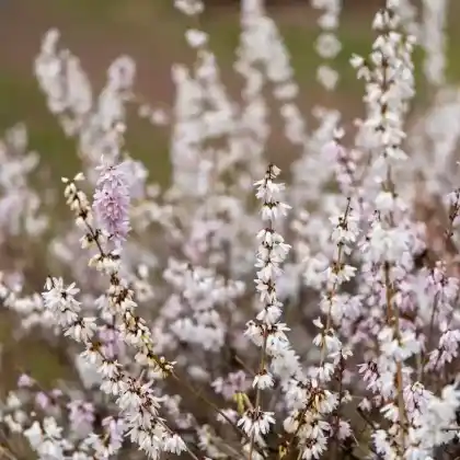 Foto von Schneeforsythie (Abeliophyllum distichum)
