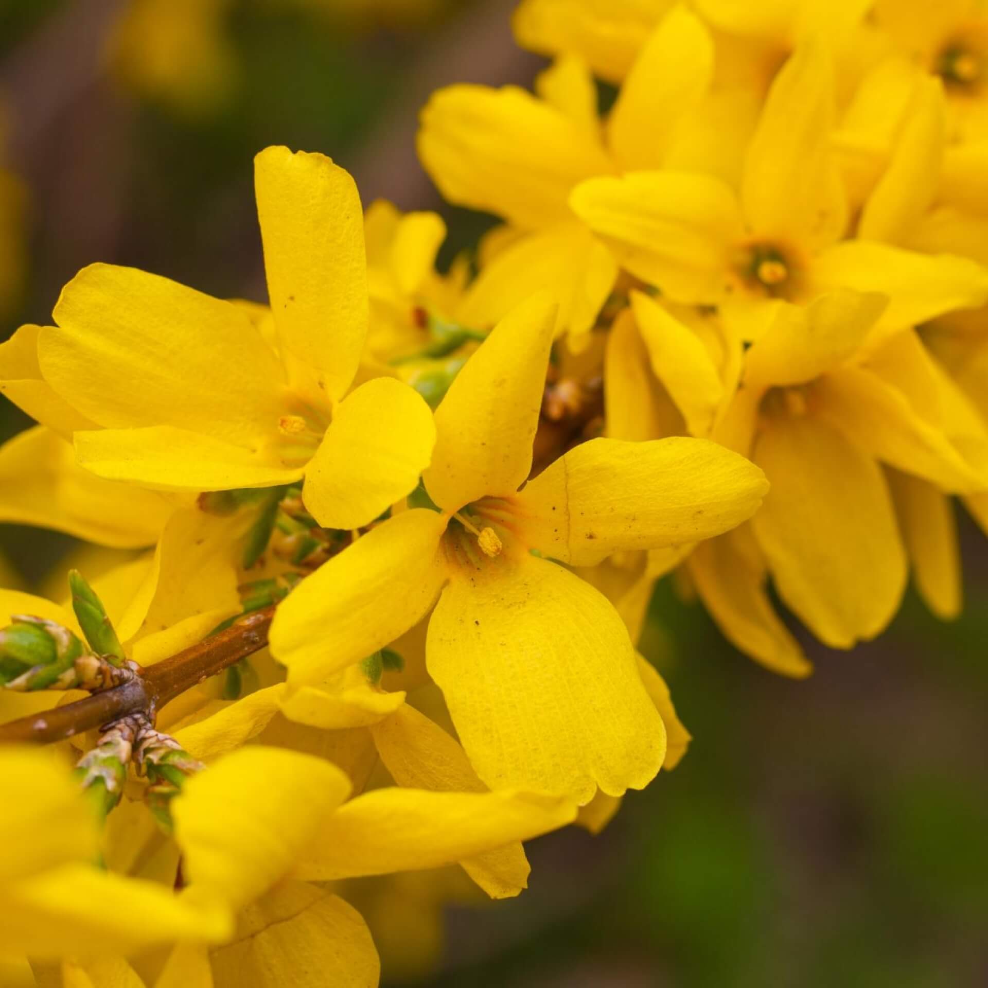 Forsythie 'Beatrix Farrand' (Forsythia 'Beatrix Farrand')