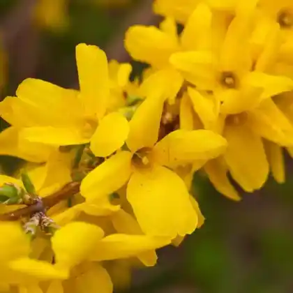 Foto von Forsythie 'Beatrix Farrand' (Forsythia 'Beatrix Farrand')