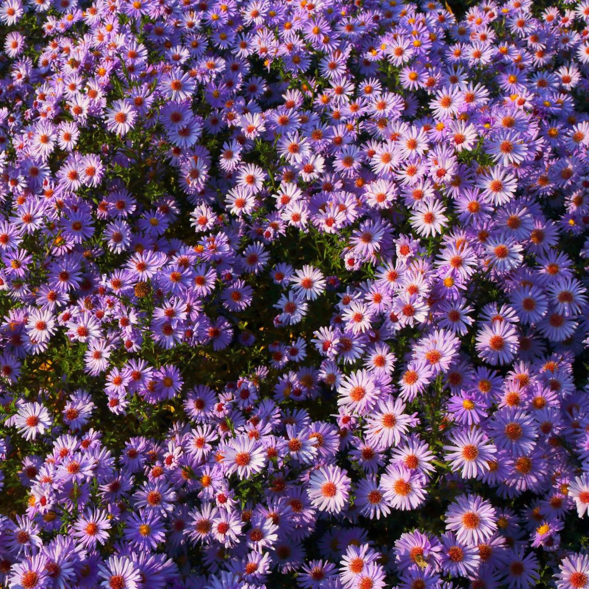 Kissen-Aster 'Lady in Blue' (Aster dumosus 'Lady in Blue')