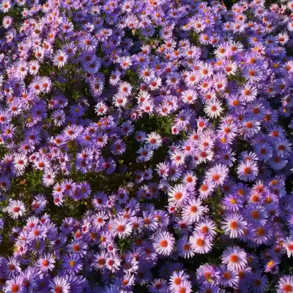 Foto von Kissen-Aster 'Lady in Blue' (Aster dumosus 'Lady in Blue')