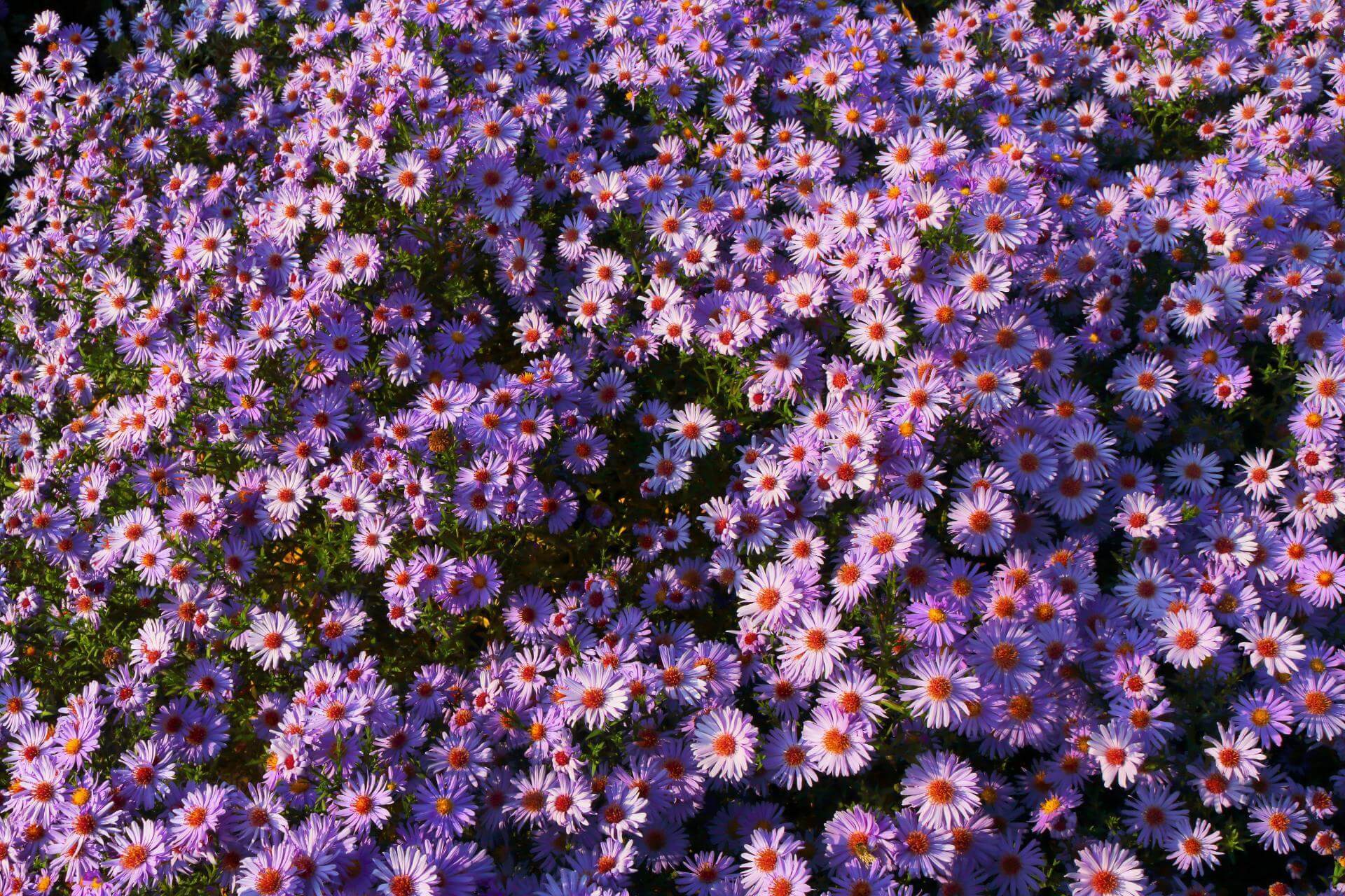 KissenAster 'Lady in Blue' / Aster dumosus 'Lady in Blue'