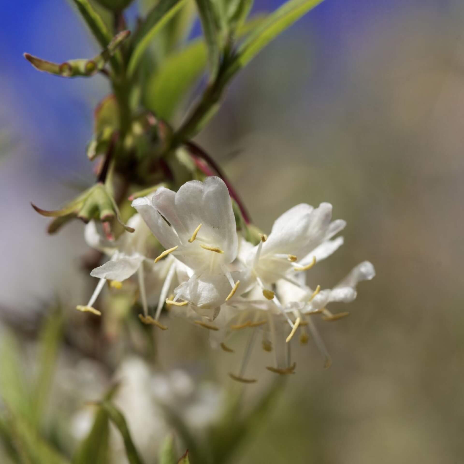 Wohlriechende Heckenkirsche (Lonicera fragrantissima)