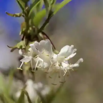 Foto von Wohlriechende Heckenkirsche (Lonicera fragrantissima)
