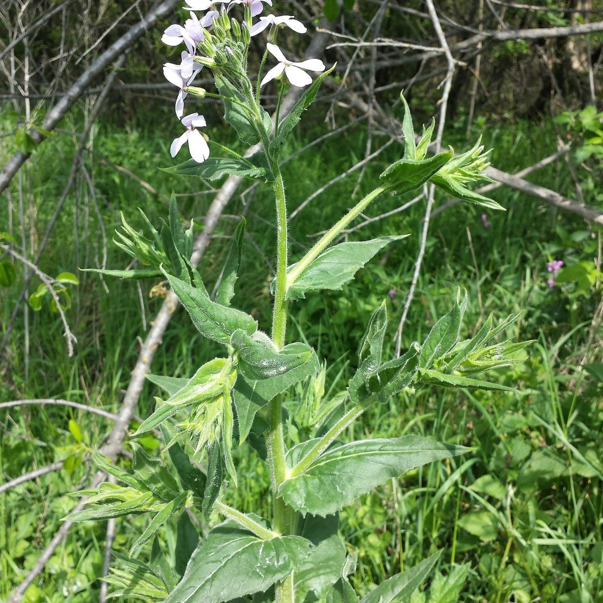 Wilde Nachtviole (Hesperis sylvestris)