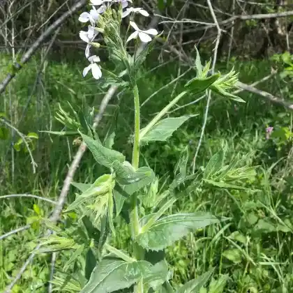 Foto von Wilde Nachtviole (Hesperis sylvestris)