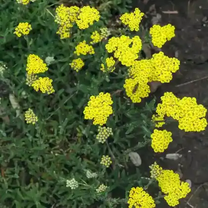 Foto von Filzige Teppich Garbe (Achillea tomentosa)