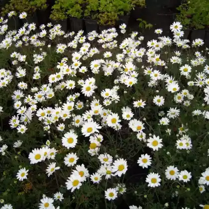 Foto von Karpaten-Hundskamille 'Karpatenschnee' (Anthemis carpatica 'Karpatenschnee')