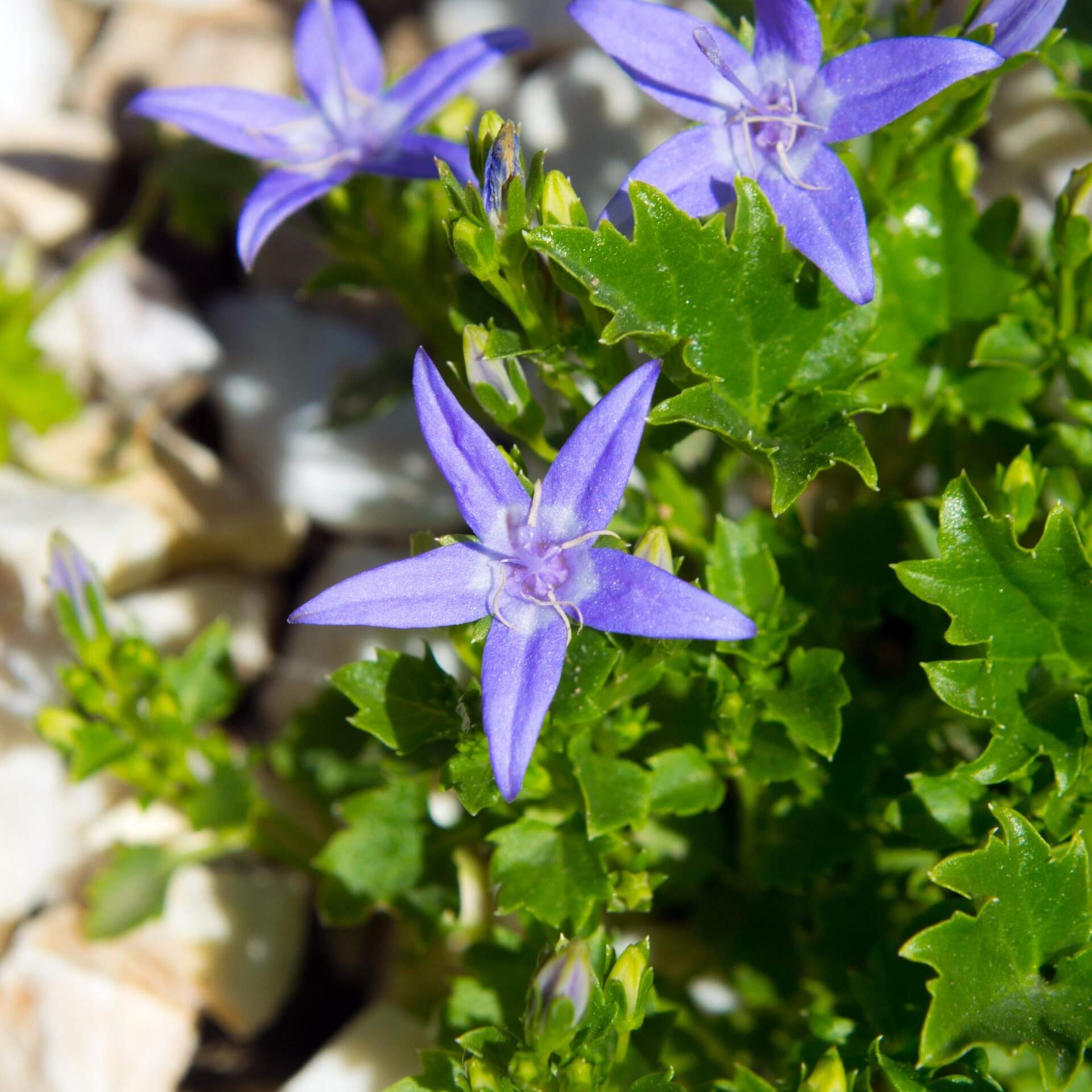 Niedere Glockenblume (Campanula garganica)