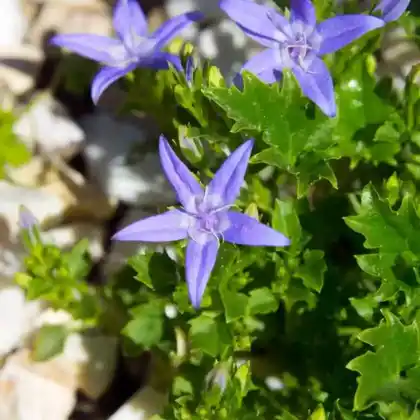 Foto von Niedere Glockenblume (Campanula garganica)