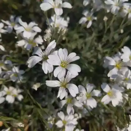Foto von Filziges Hornkraut (Cerastium tomentosum)