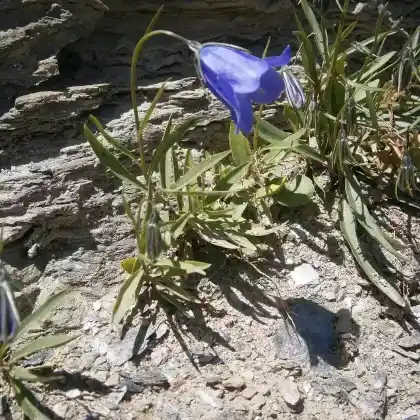 Foto von Scheuchzers Glockenblume (Campanula scheuchzeri)