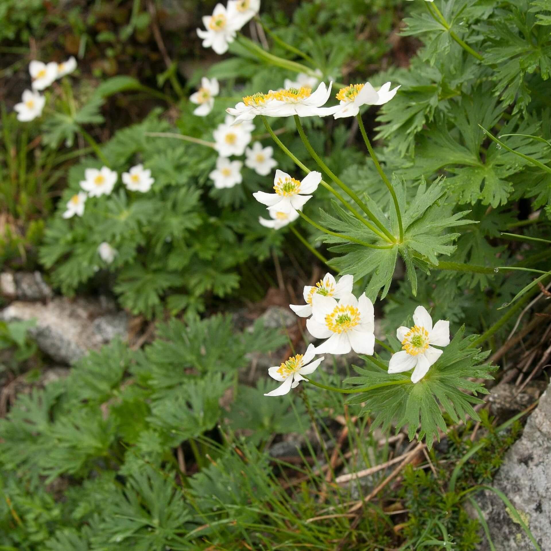 Narzissen-Windröschen (Anemone narcissiflora)