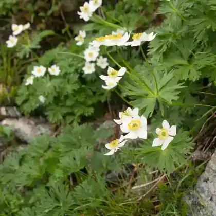 Foto von Narzissen-Windröschen (Anemone narcissiflora)
