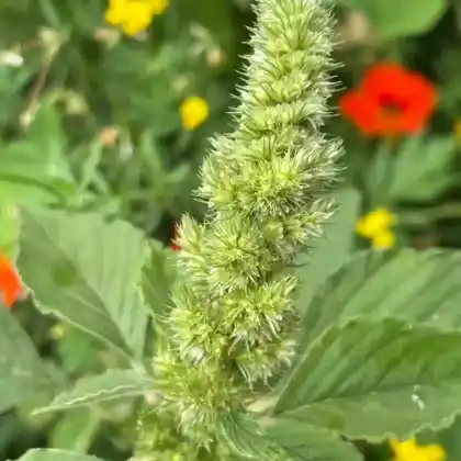 Foto von Zurückgebogener Amarant (Amaranthus retroflexus)
