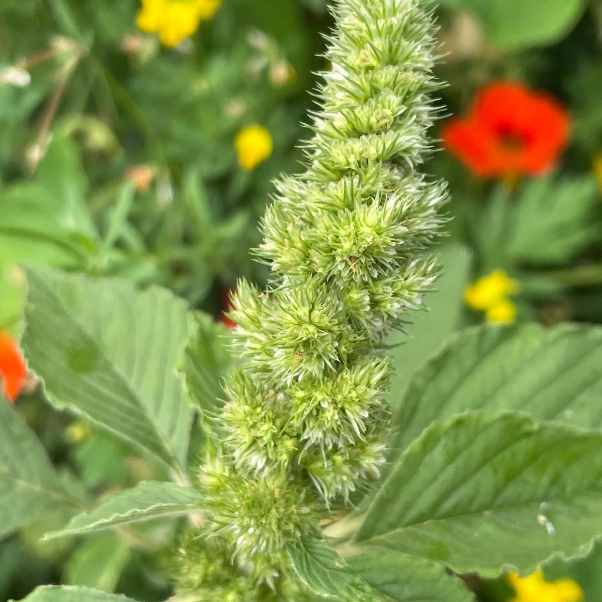 Zurückgebogener Amarant / Amaranthus retroflexus