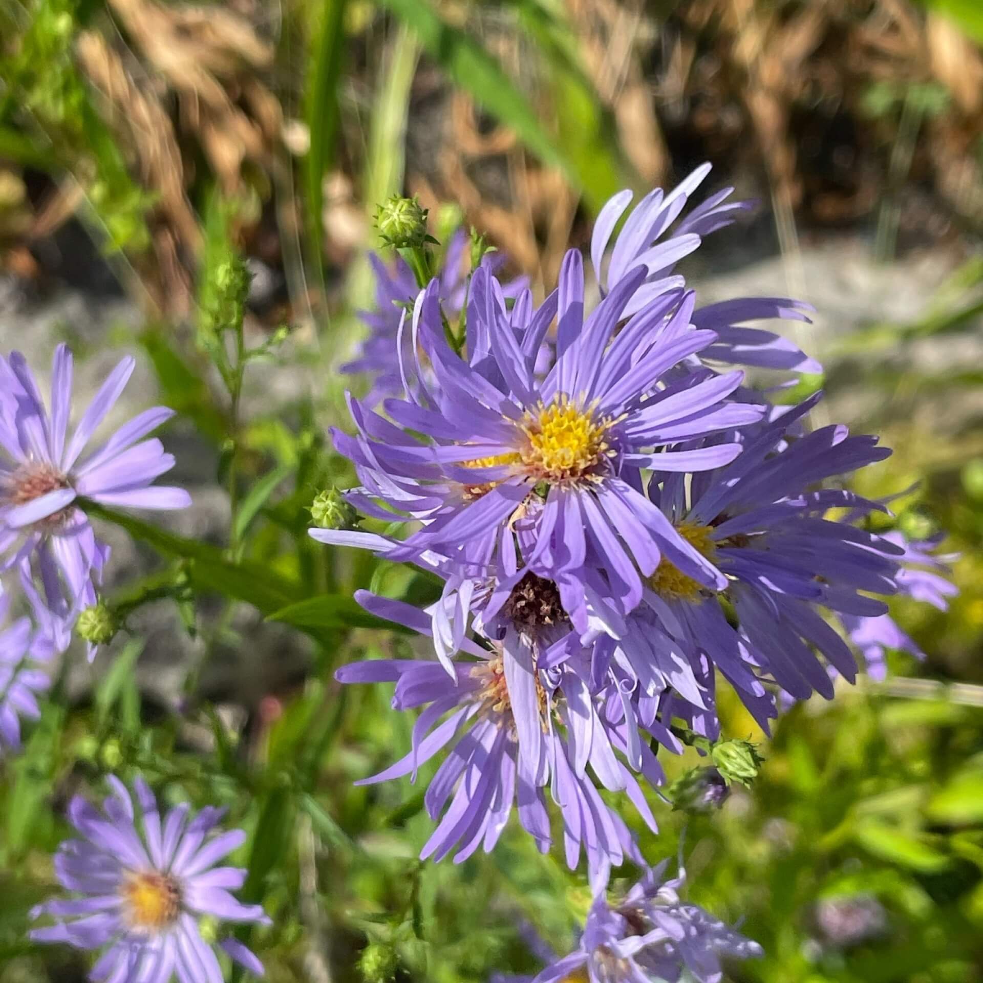 Kissen-Aster 'Mittelmeer' (Aster dumosus 'Mittelmeer')