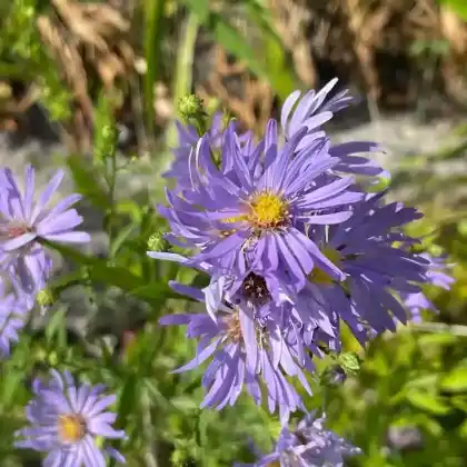 Foto von Kissen-Aster 'Mittelmeer' (Aster dumosus 'Mittelmeer')