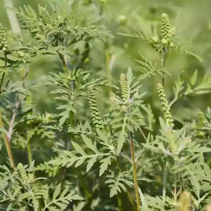 Foto von Beifußblättriges Traubenkraut (Ambrosia artemisiifolia)
